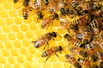有什么科学手段能鉴别“真假”蜂蜜？